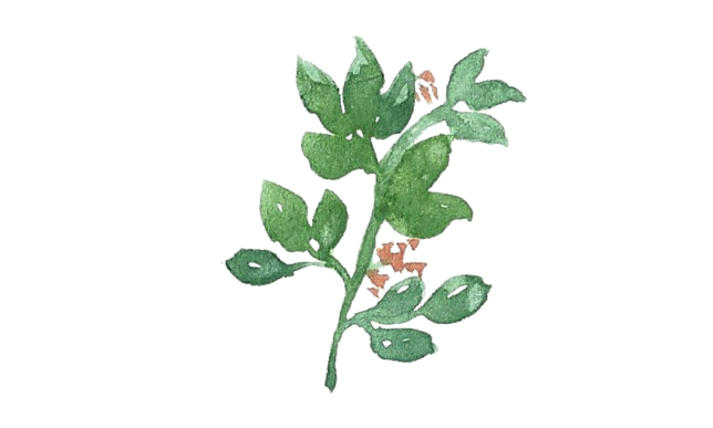 leaf